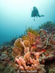 Diver and reef scenic by Arun Madisetti 